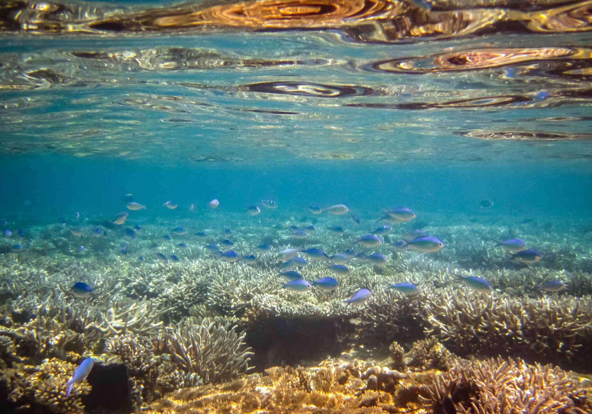 coral-water-colorful-fish-blue-marine-tropical-background-sea-ocean-underwater-reef-beautiful-deep_t20_4eaayx